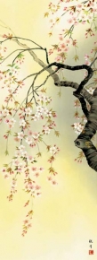 ■ 花鳥画(尺五)掛軸・森山観月「桜花爛漫」